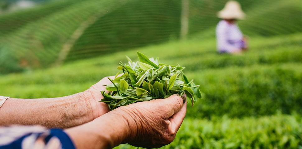 Hands holding fresh organic tea in a tea garden.