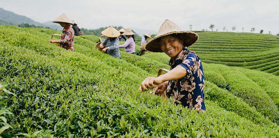Farm workers harvest organic tea on a Numi Organic Tea farm.