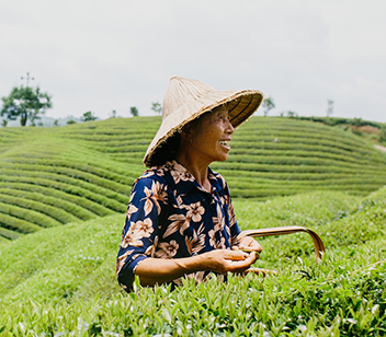 organic fair trade tea farm in china